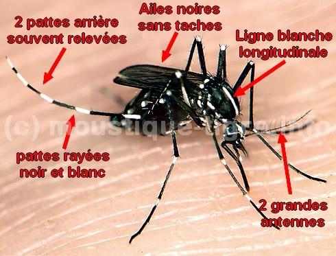 Les bons réflexes face moustique tigre